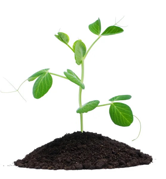 Plant and soil — Stock Photo, Image