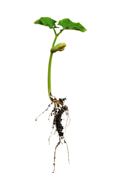 Растение с корнями — стоковое фото