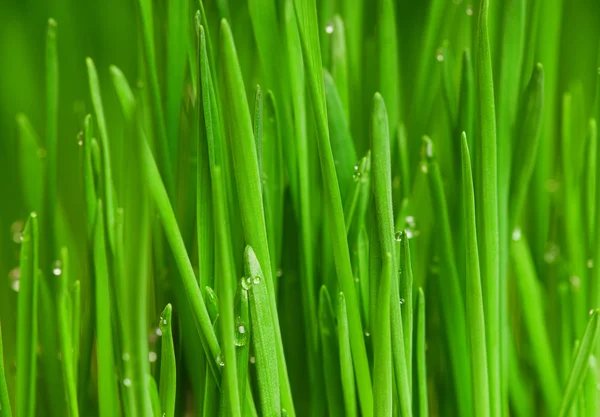 Frisches Grünes Weizengras Mit Tropfen Tau — Stockfoto