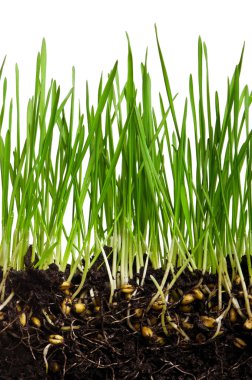 Fresh green wheat grass isolated on white background clipart