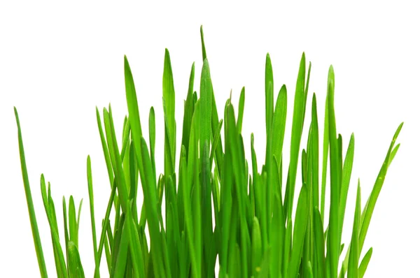 Wheat grass — Stock Photo, Image