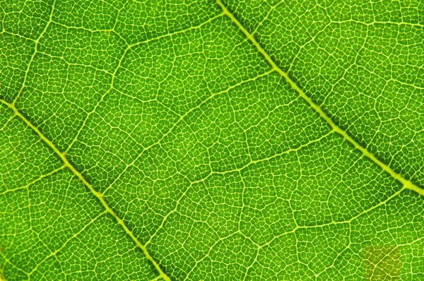 葉の背景 — ストック写真