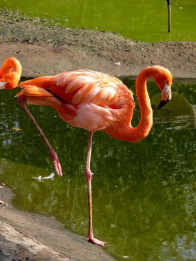 pembe flamingo