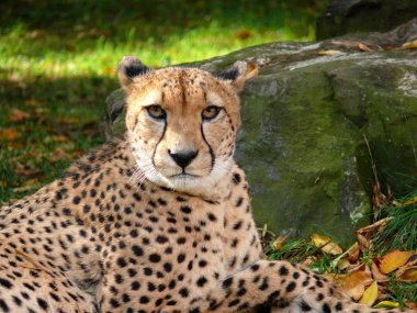 cheetah portresi