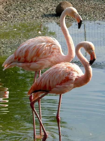 stock image Pink flamingo