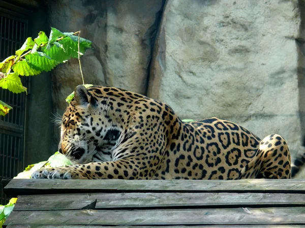 stock image Amur Leopard (Panthera pardus orientalis)