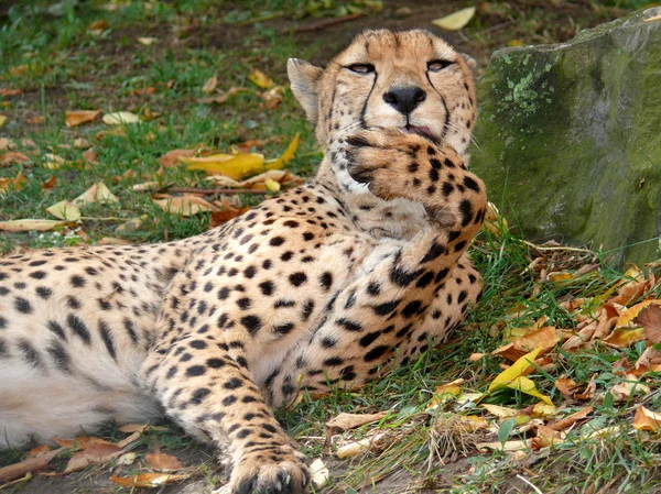 Portrait of the Cheetah — Stock Photo, Image