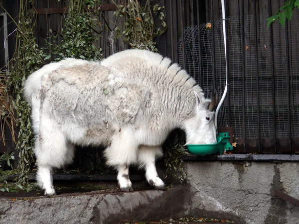Горный козел в Московском зоопарке — стоковое фото