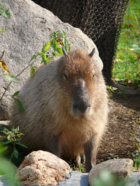 Capybara στο ζωολογικό κήπο Μόσχας — Φωτογραφία Αρχείου