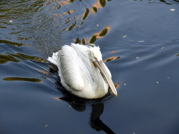 stock image Dalmatian Pelican