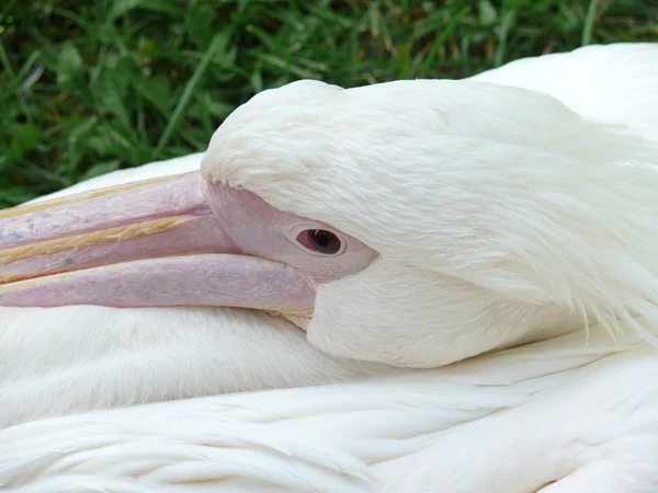 stock image Dalmatian Pelican