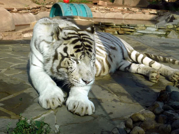 Fehér tigris Stock Kép