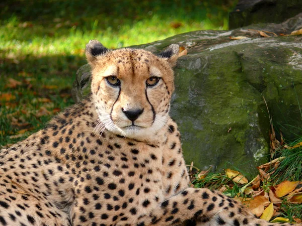 Porträtt av geparden Stockbild