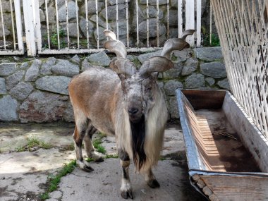 Markhor (Capra falconeri)