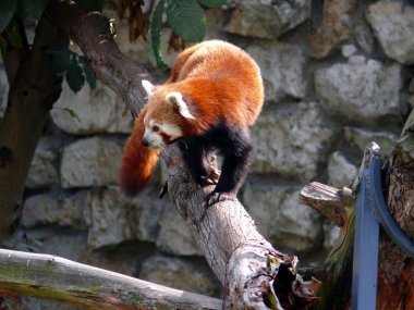 Ailurus fulgens