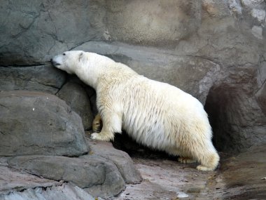 kutup ayısı (ursus maritimus)