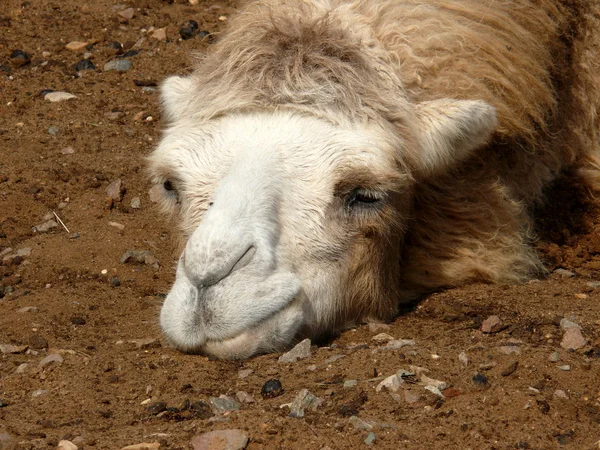 Camelus bactrianus — 스톡 사진