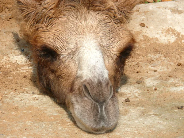 Camelus bactrianus — Foto Stock