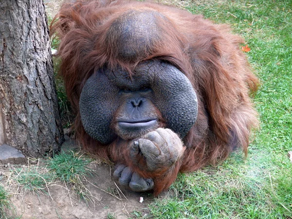 Orangután (Pongo ) — Foto de Stock