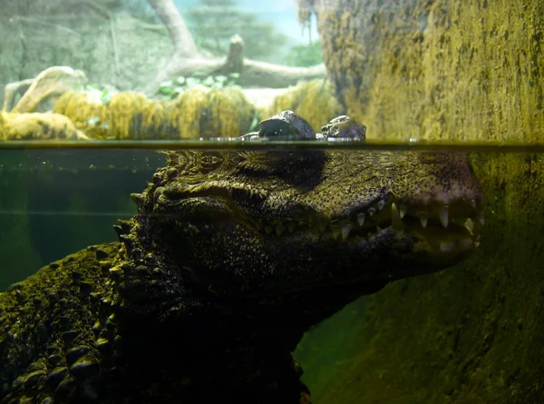 Alligator mississippiensis Stockfoto