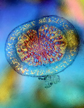 Microscopic cut plant in a colored polarized light clipart