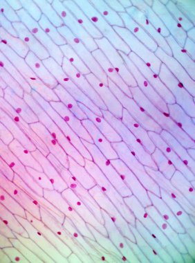 Microscopic cut of a onions thin skin in polarized light clipart