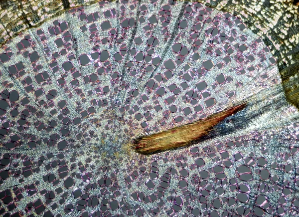 Микроскопический разрез семян сосны в поляризованном свете — стоковое фото