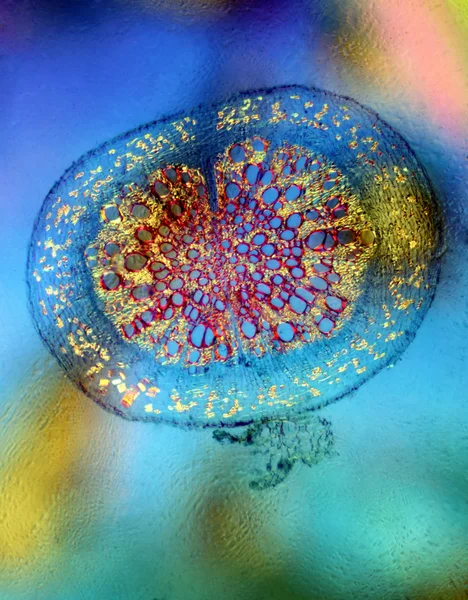 Мікроскопічний розріз рослини в кольоровому поляризованому світлі — стокове фото