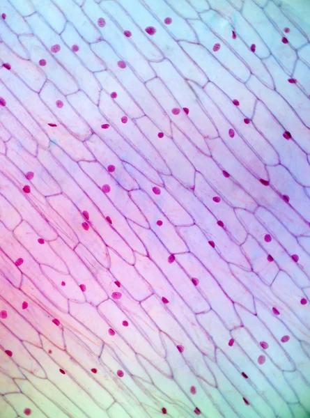 Coupe microscopique d'une peau fine d'oignons dans la lumière polarisée — Photo