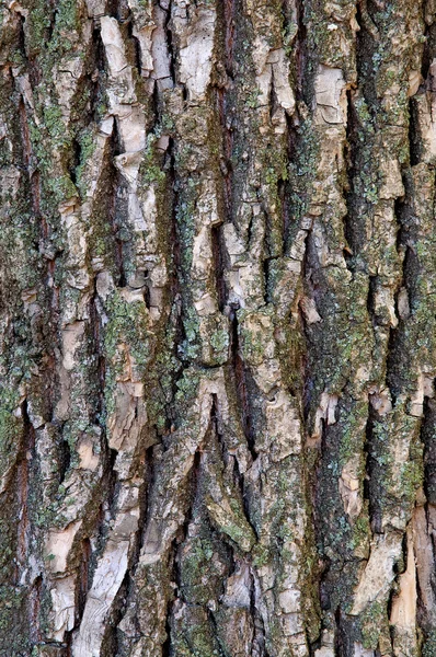 Rinde Eines Baumes Wird Nahaufnahme Fotografiert — Stockfoto