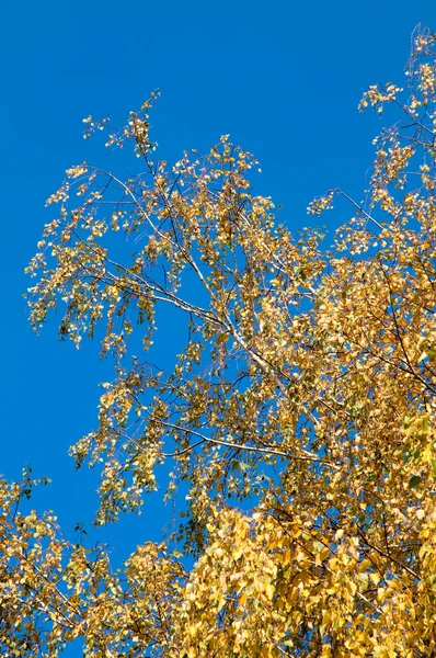 Die Vergilbte Birke Auf Dem Hintergrund Des Blauen Himmels — Stockfoto