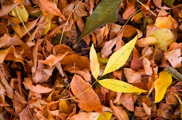 The fallen foliage — Stock Photo, Image