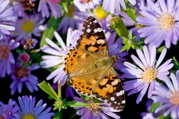 Papillon Est Assis Sur Une Fleur Bleue — Photo