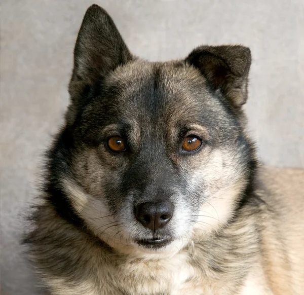 stock image The dog snout