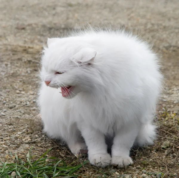Білий Пухнастий Кіт Фотографується Крупним Планом — стокове фото