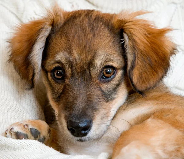 stock image The red puppy