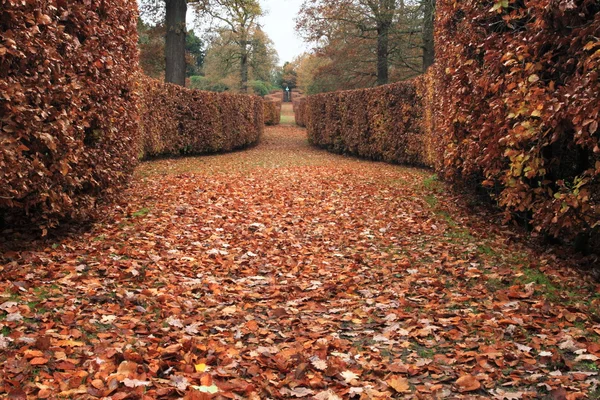 stock image Hedges of beech