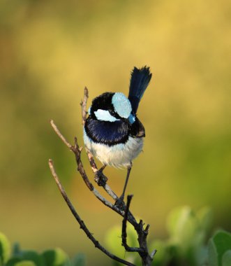 Superb peri çit kuşu