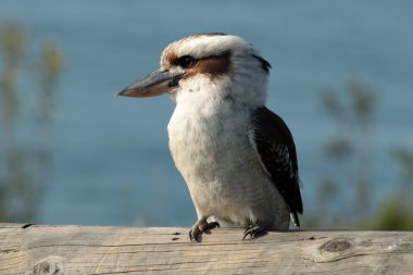 Laughing Kookaburra clipart