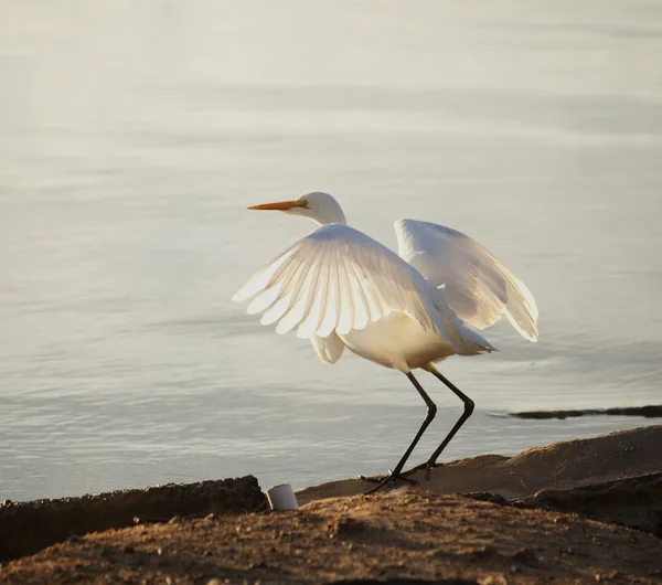 Great Egret — Stock Photo, Image