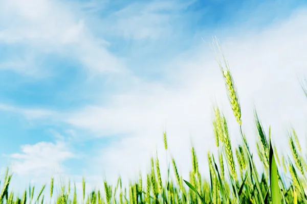 曇りの青い空と緑の小麦を振るう — ストック写真