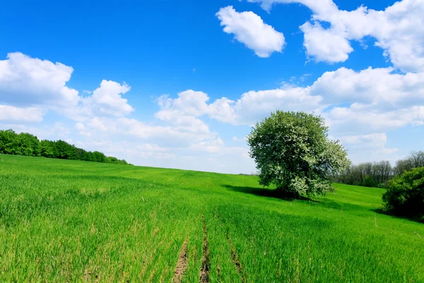 夏緑の風景フィールドと木 — ストック写真