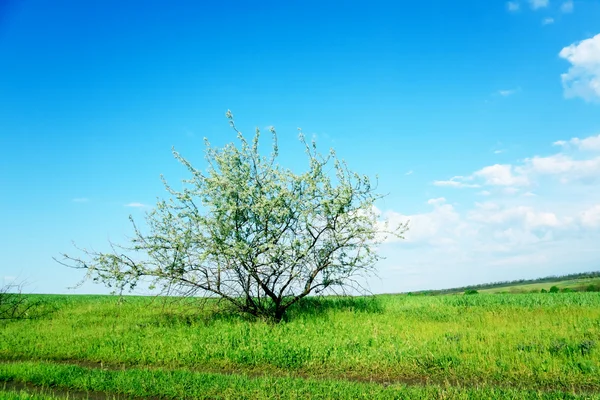 Campo verde e alberi — Foto Stock