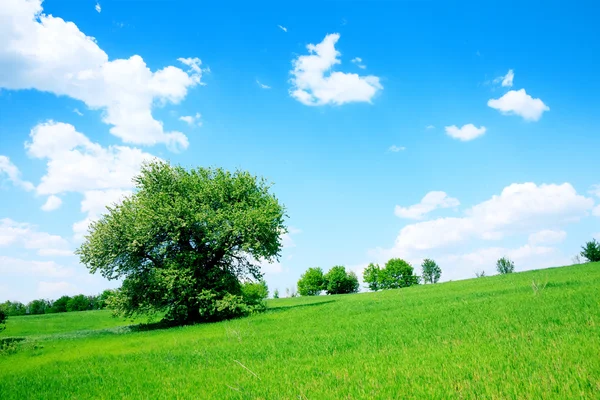 Campo verde e árvores — Fotografia de Stock