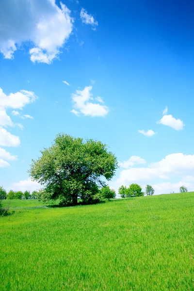 夏天景观绿色字段和树 — 图库照片