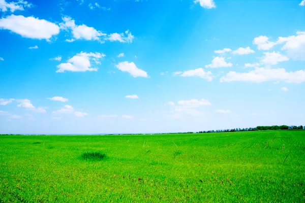 Летний Пейзаж Зеленое Поле Деревья — стоковое фото