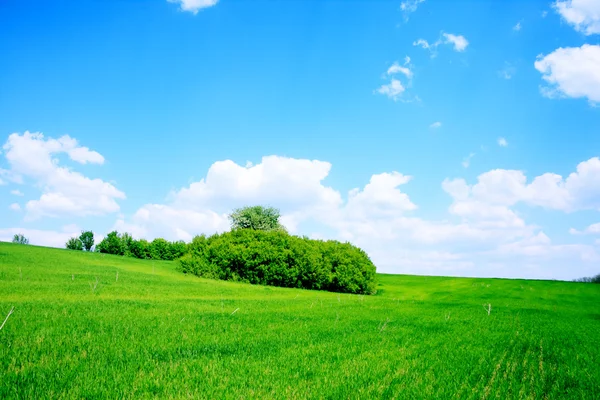 Zielone pole i drzewa — Zdjęcie stockowe
