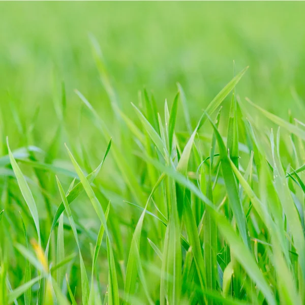 Травяной фон - выборочная фокусировка . — стоковое фото
