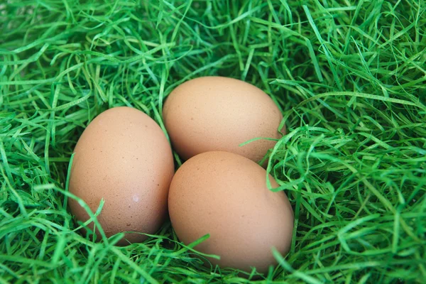 stock image Eggs