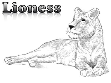 Lioness clipart